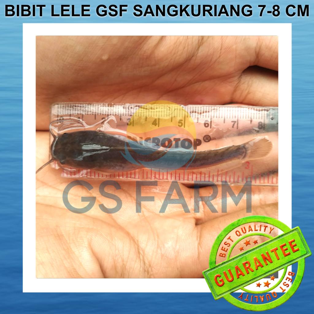 Bibit Lele Sangkuriang 7-8 cm Terbaik GSF Ikan Lele 7-8cm GS FARM