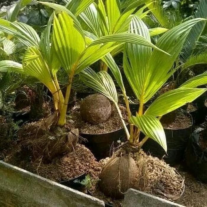 Jual Bibit Kelapa Gading Kuning buahnya Kecil cocok dijadikan bonsai last Berkualitas
