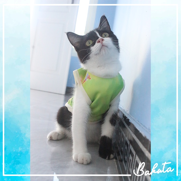 Kaos Water splash motif terbaru untuk kucing dan anjing / baju dan aksesoris murah size S M L XL