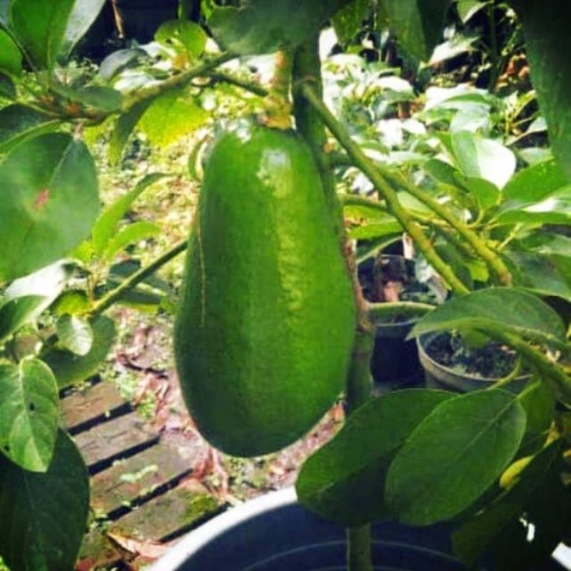 

Bibit Alpukat Pluwang Siap Tanam Asli Buatan Sendiri