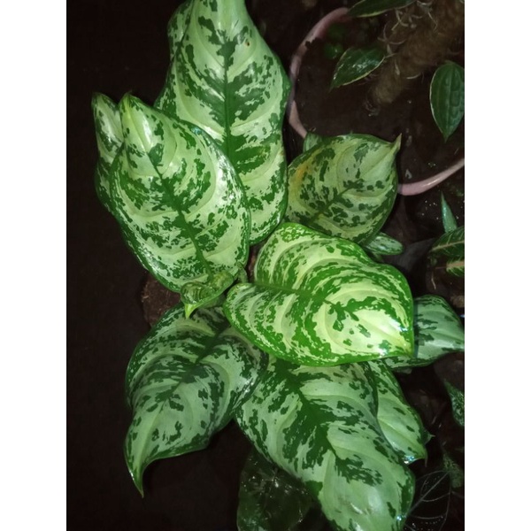 ID AGLONEMA COMPACTA - AGLONEMA COMOTATUM