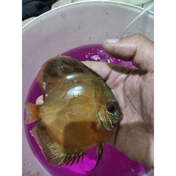 ikan Discus jenis sun merah HB 4 inch
