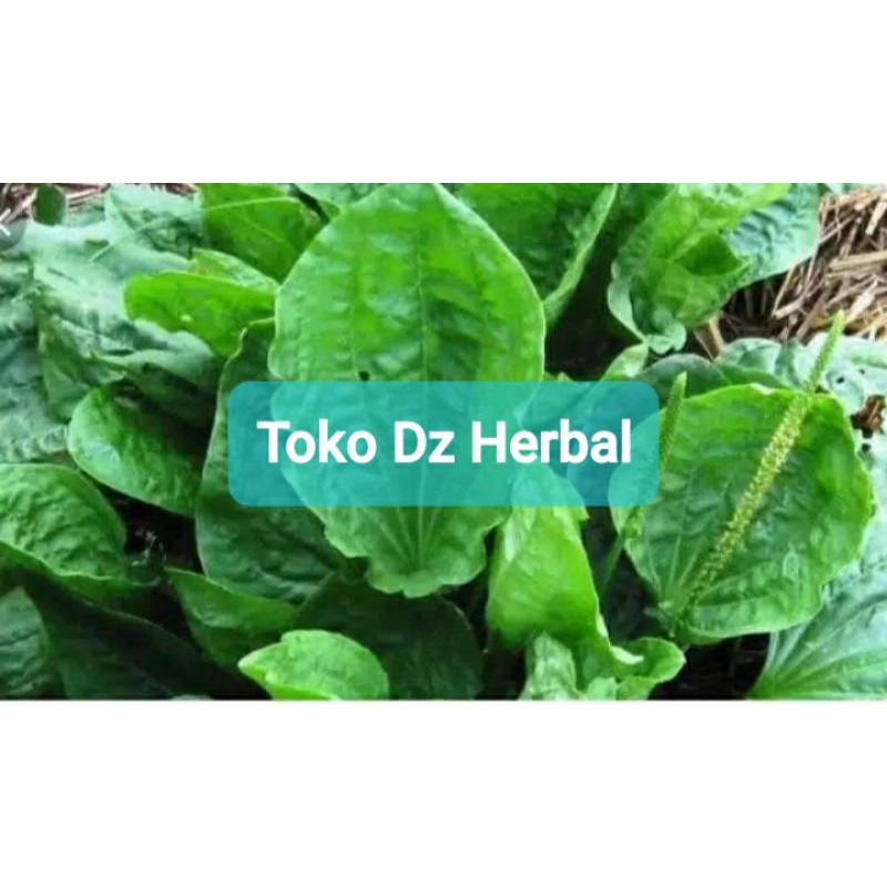 

Daun ki urat atau daun sendok segar per 500 gram-az