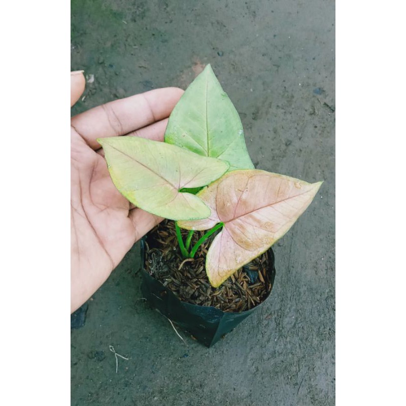 Tanaman Hias Syngonium Pink Maria Alussion