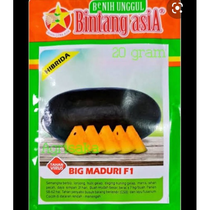 semongko inul hibrida big maduriF1