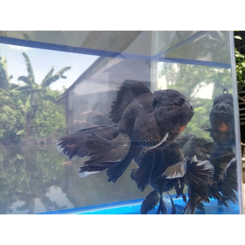 Koki Oranda Black solid Rosetail (dikirim sesuai gambar)