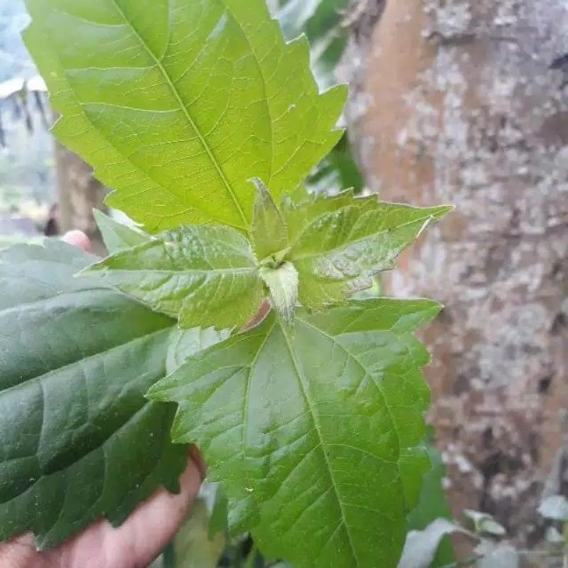 

daun kirinyuh/ daun kopasanda/ balakacida murah