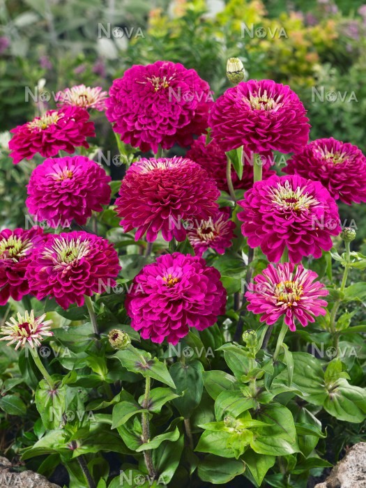 Benih-Bibit Bunga Zinnia Ungu/Purple Prince (Haira Seed)