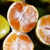 

Buah segar jeruk siam pontianak kalimantan fres manis per 1kg