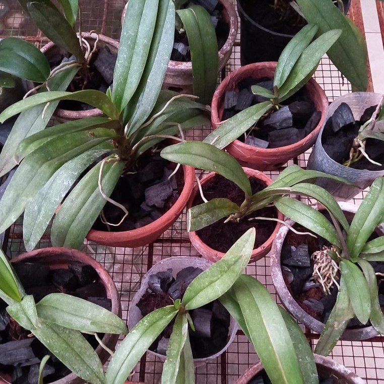 Anggrek Bulan Doritis Pulcherrima