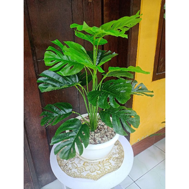 Monstera Jumbo
