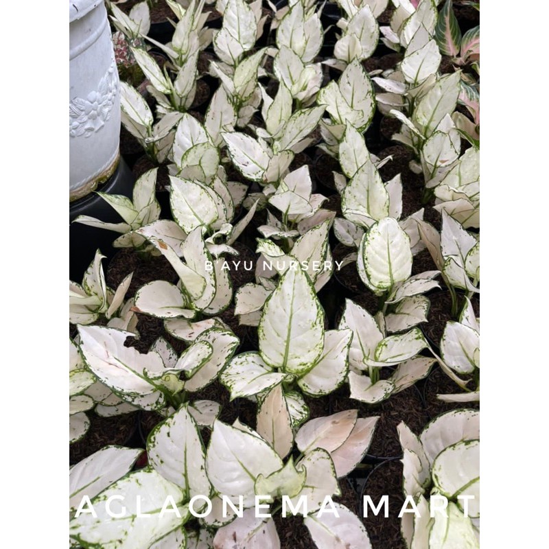 aglaonema Super White
