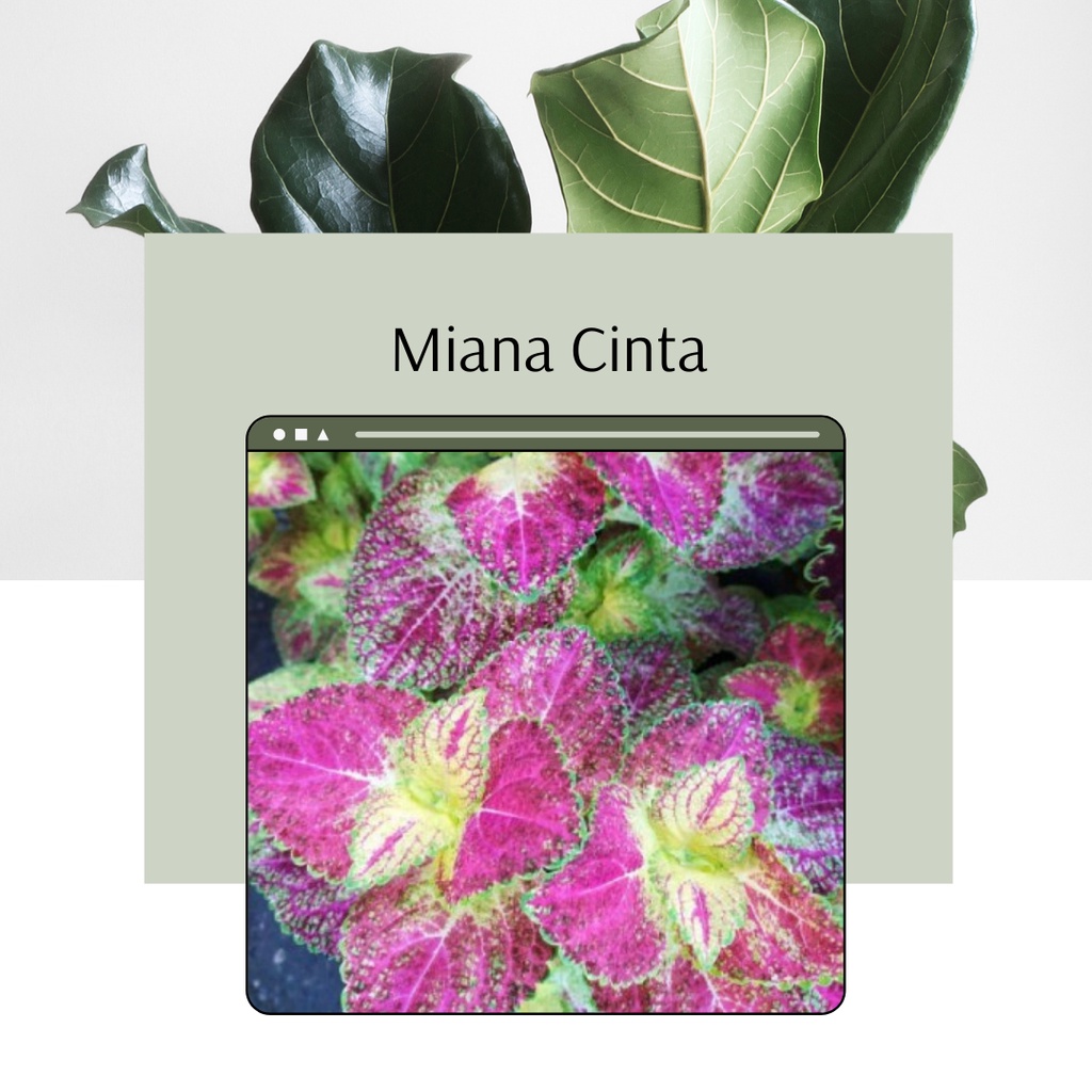 Miana Cinta Miana Premium Cinta Tanaman Hias Miana Murah