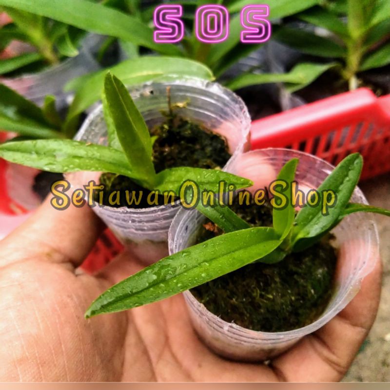 Bibit  Anggrek Vanda