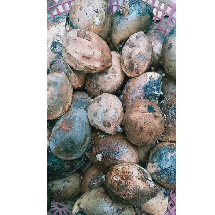 kemiri/Muncang dari bibit mantili