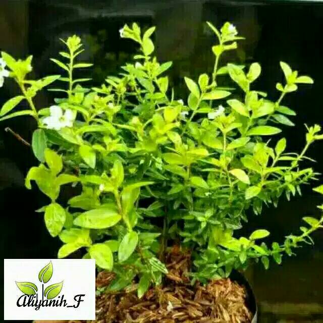 Tanaman hias taiwan beauty/bibit tanaman taiwan beauty