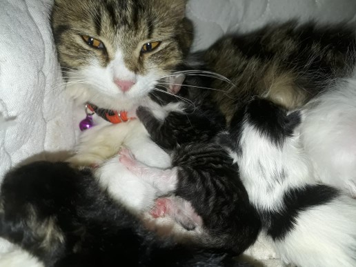 Couple Keluarga  Batik 2549 Couple Batik 1 Set