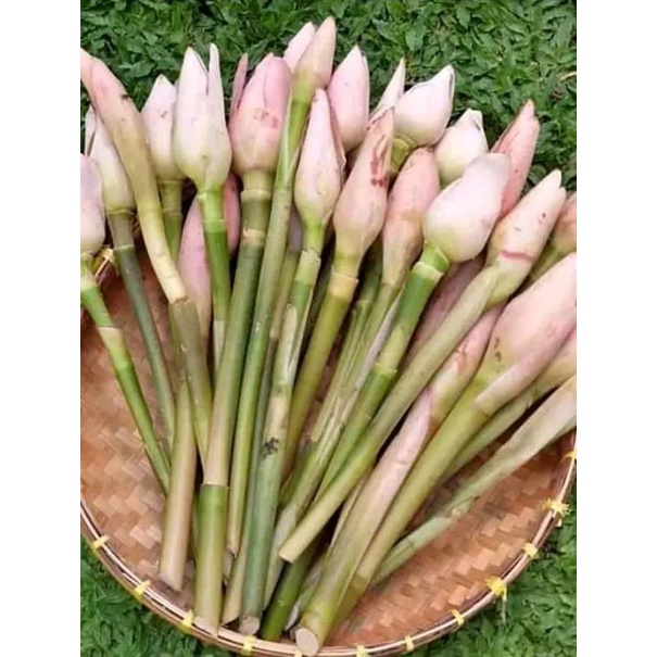 

kecombrang asli hasi alam 10k/500g