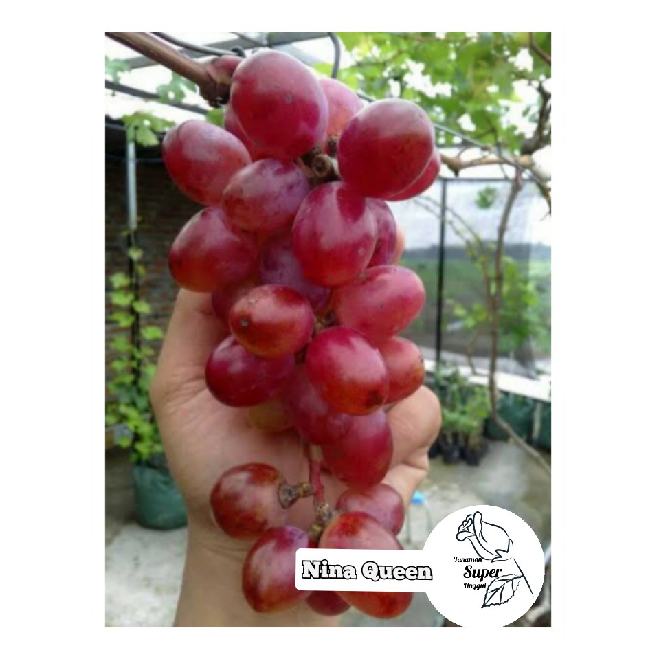 bibit buah anggur import nina queen /tanaman buah anggur import