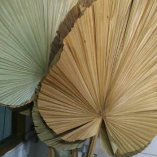  Daun  palem  kering  size besar Daun  palm kering  dried 