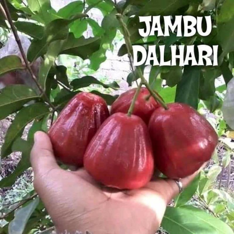 jambu air dalhari murah