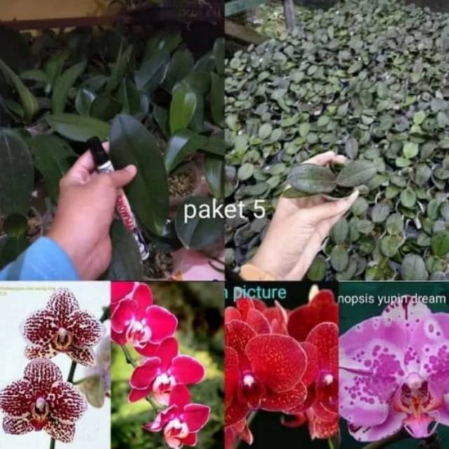 PAKET 3 ANGGREK bulan remaja + 1 Seedling bulan