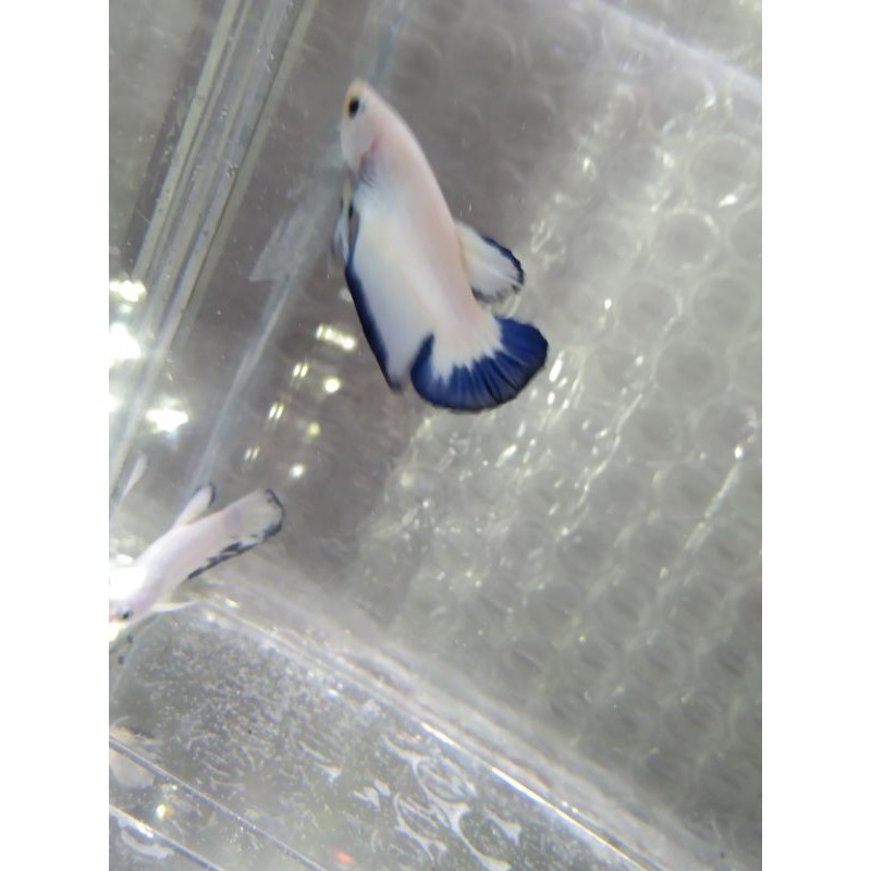 

Ikan cupang Blue rim