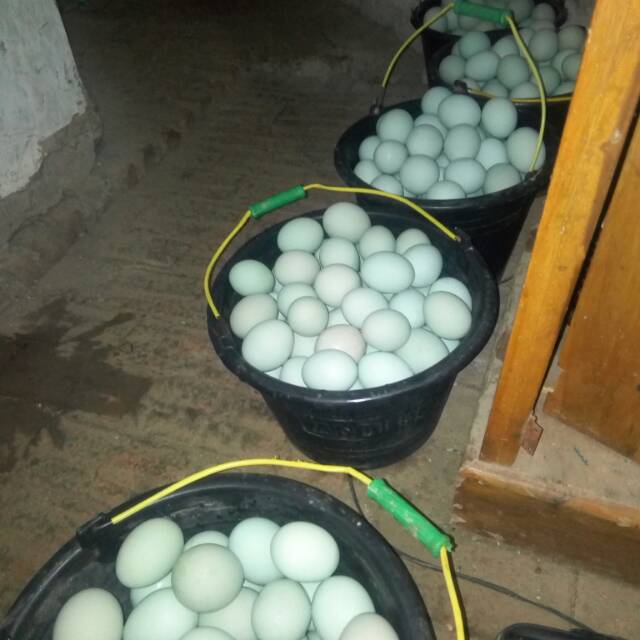 

Telor asin teteh jenab