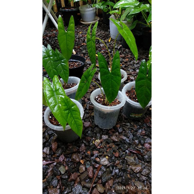 alocasia karpet sulawesi
