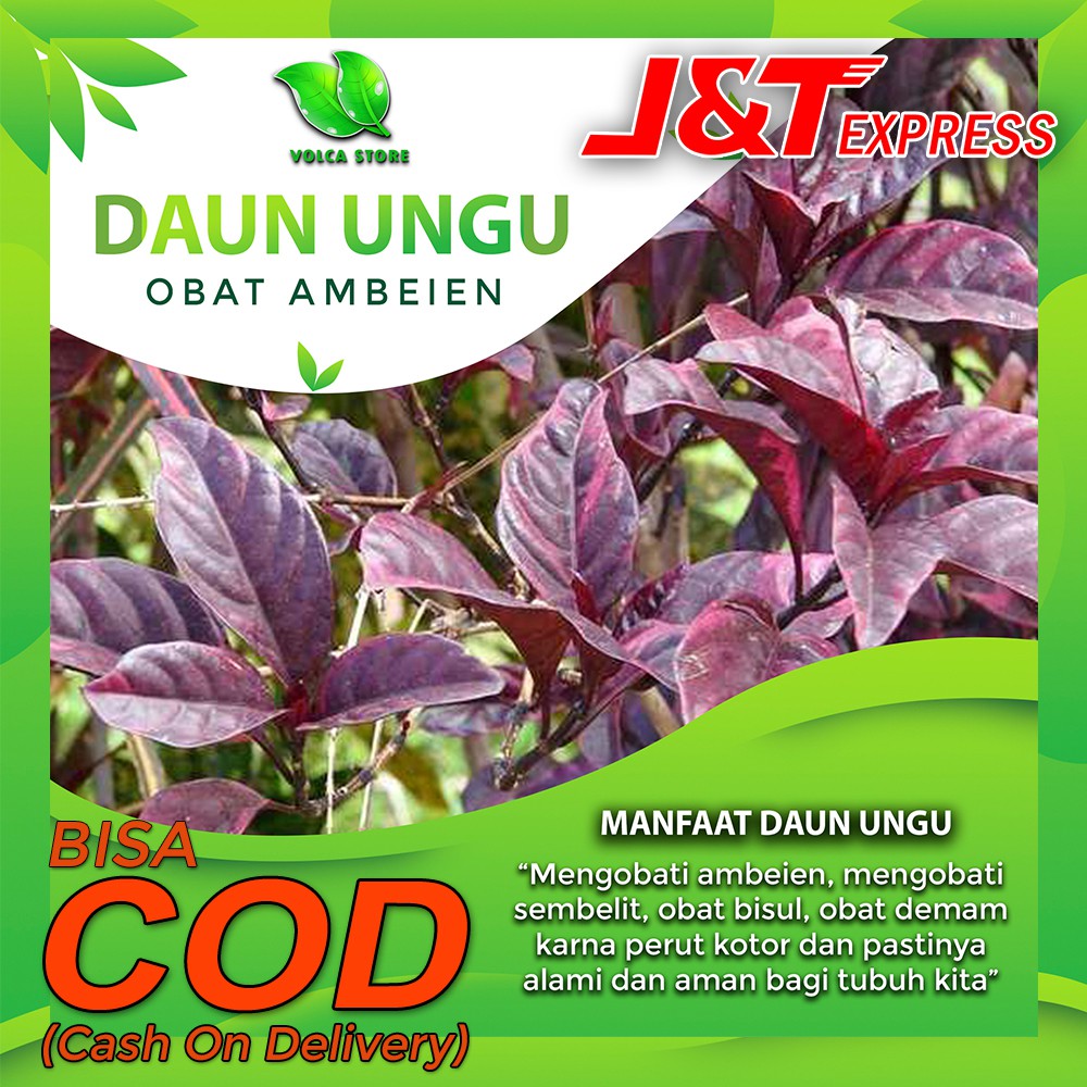 Daun Ungu Obat Herbal Obat Ambeien Obat Wasir Obat Herbal Alami Daun Obat Sembelit Obat Tanaman H1 Shopee Indonesia