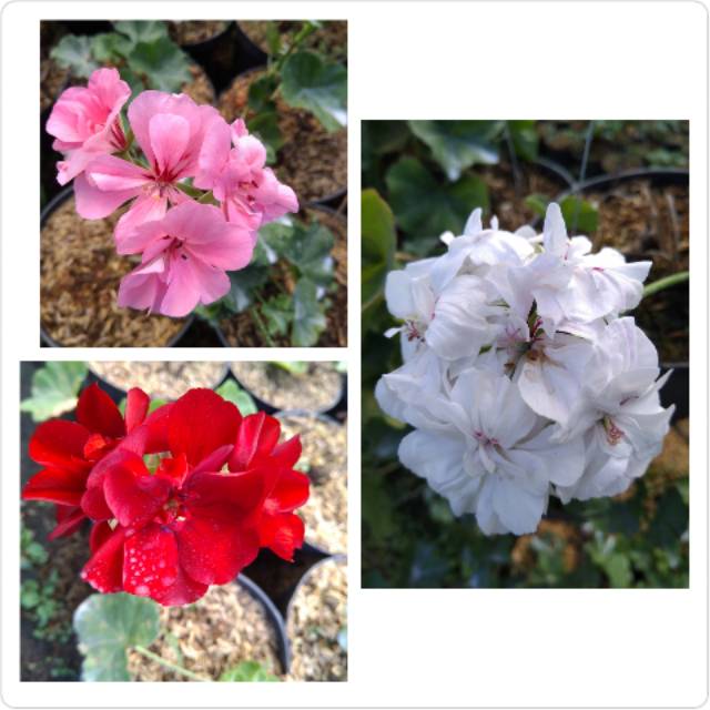 Tanaman Bunga hias geranium
