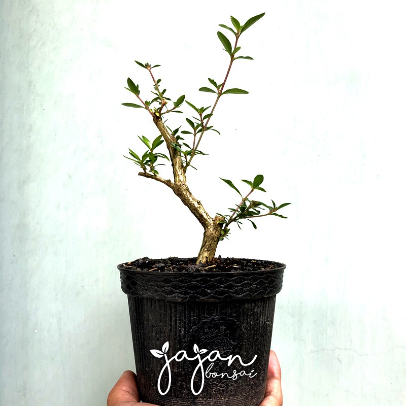 Bahan Bonsai Serissa Seribu Bintang