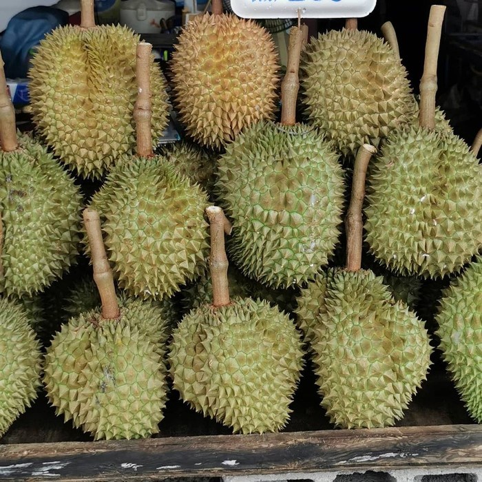 Bibit Tanaman Buah DURIAN MONTONG Premium