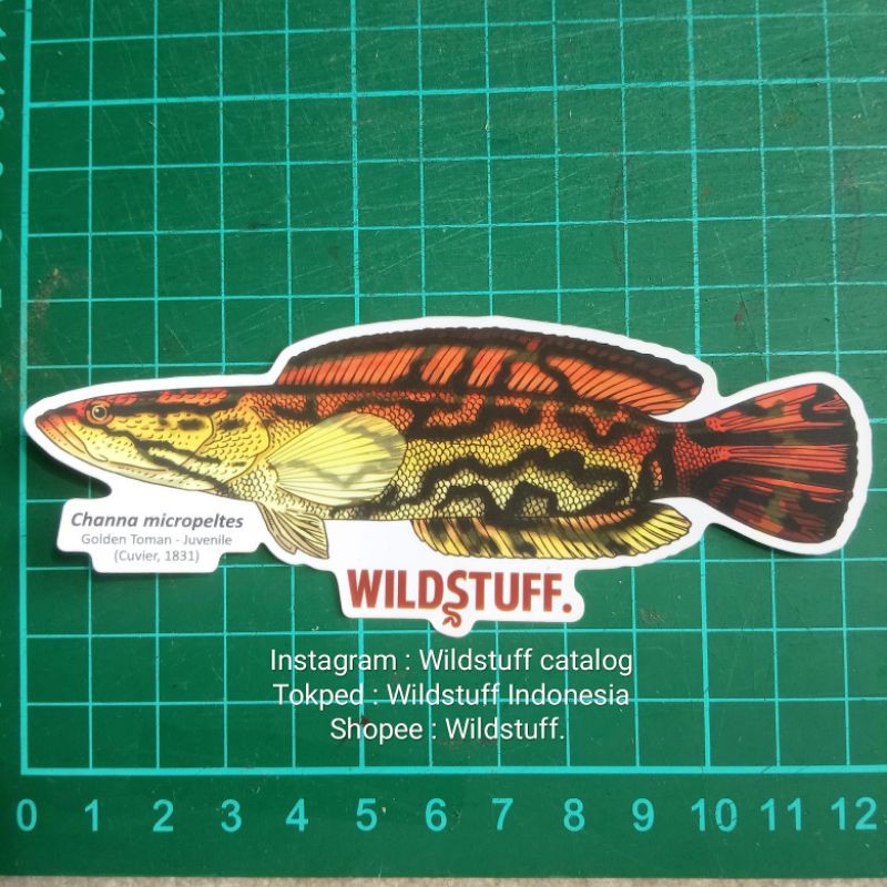 Sticker Wildstuff Golden Toman juvenile Channa micropeltes