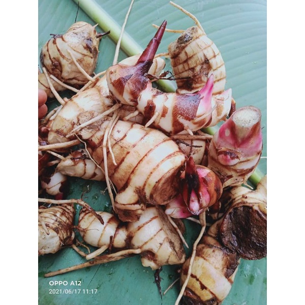 

jual umbi ganyong merah 500 gram