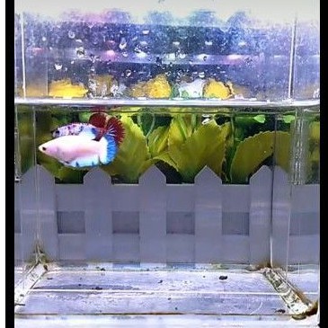 Male & FemaleBlue Rim Ikan Cupang Bocor Sedikit Umur 4 Bulan Siap jd Indukan