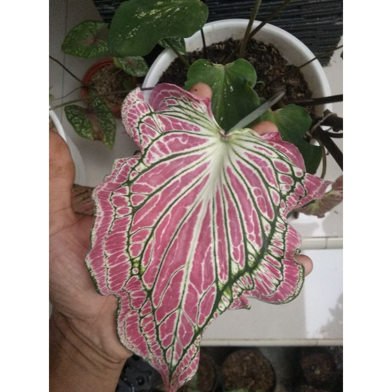 Caladium Keladi Wayang / bibit keladi wayang