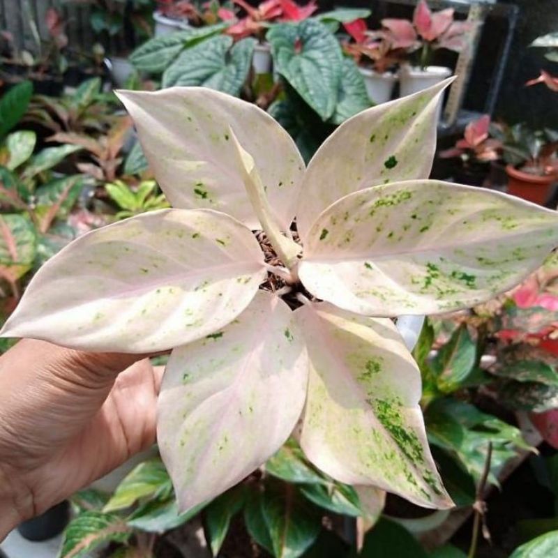 aglonema mutiara anakan 2-3 daun