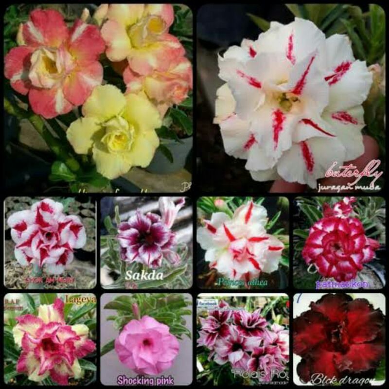 3 Bunga Adenium Jepang hasil entres