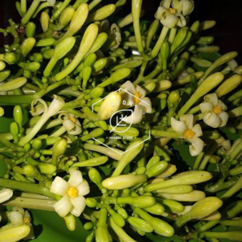 

Bunga Pepaya Karayunan / Pepaya Jantan atau Carica Pepaya Segar Petik Dadakan 500gram