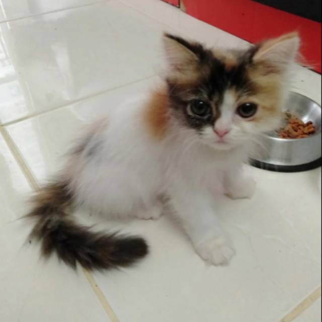 Kucing Persia Umur 3bulan Cewe Shopee Indonesia