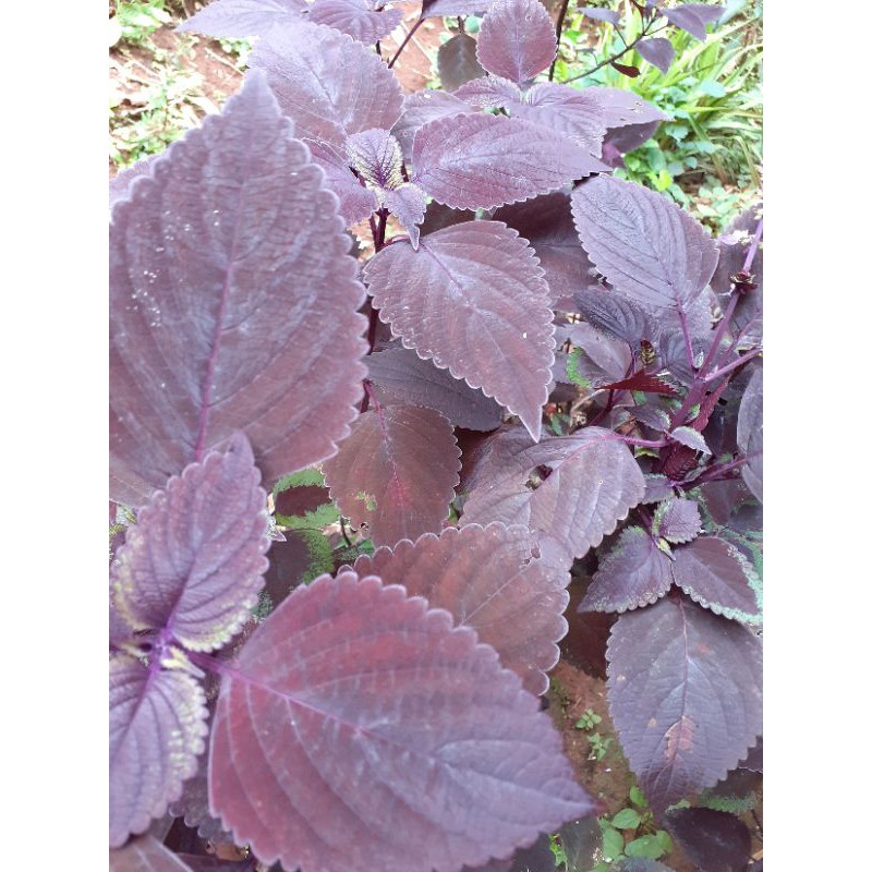 daun jawer kotok segar