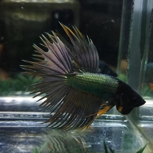 IKAN CUPANG CROWNTAIL/SERIT/CT COPPER BLACK HEAD YELLOW WASH 100% REALPICT (KODE AR6)