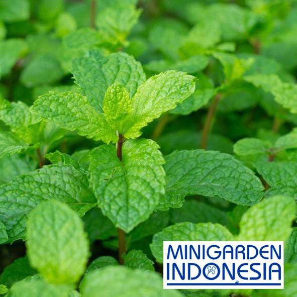 HOT SALE (tfd-491) 50 Benih Herbal Daun Mint F1 Mr. Fothergills Bibit tanaman obat sayur Sayuran h