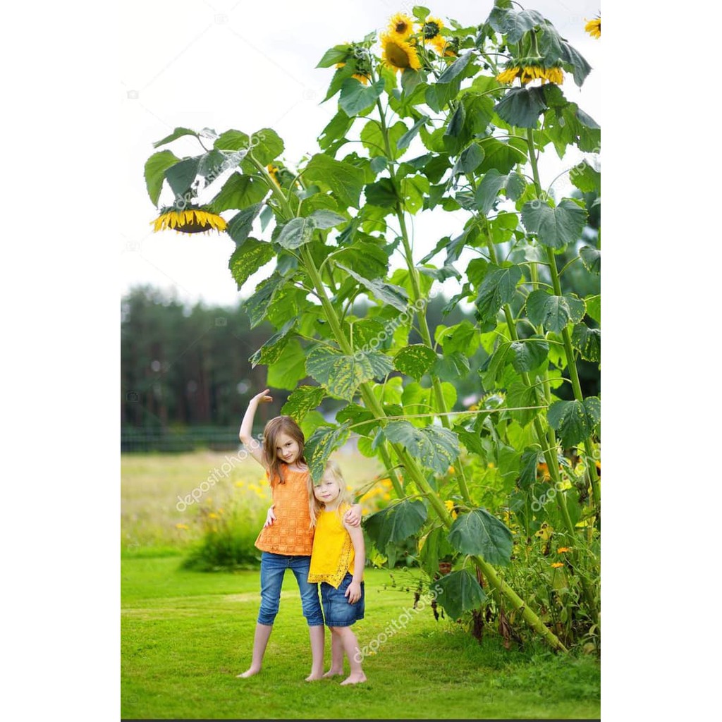 Benih - Biji Bunga Matahari Jumbo - Bunga Sunflower Skycraper