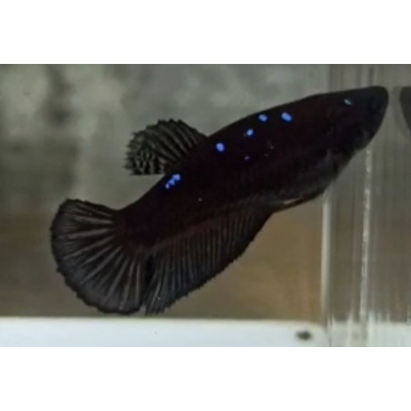 Ikan cupang Avatar Gordon (indukan female)