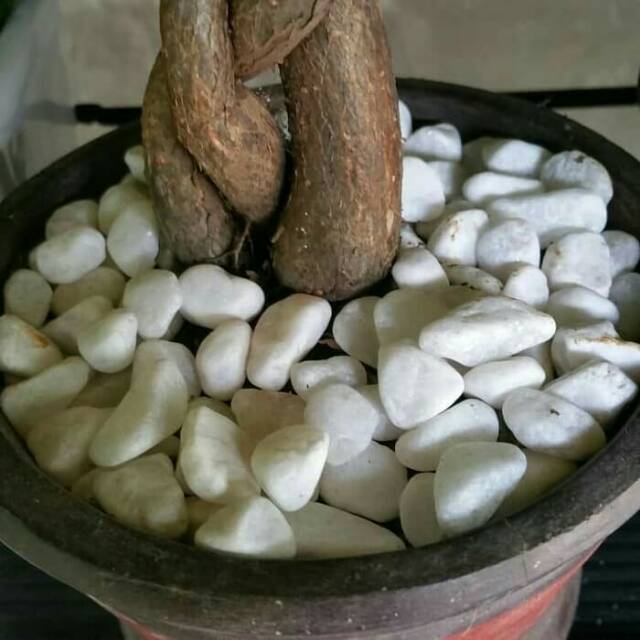 Batu koral putih eceran 1kg - batu hias putih - batu taman - batu hiasan taman - batu