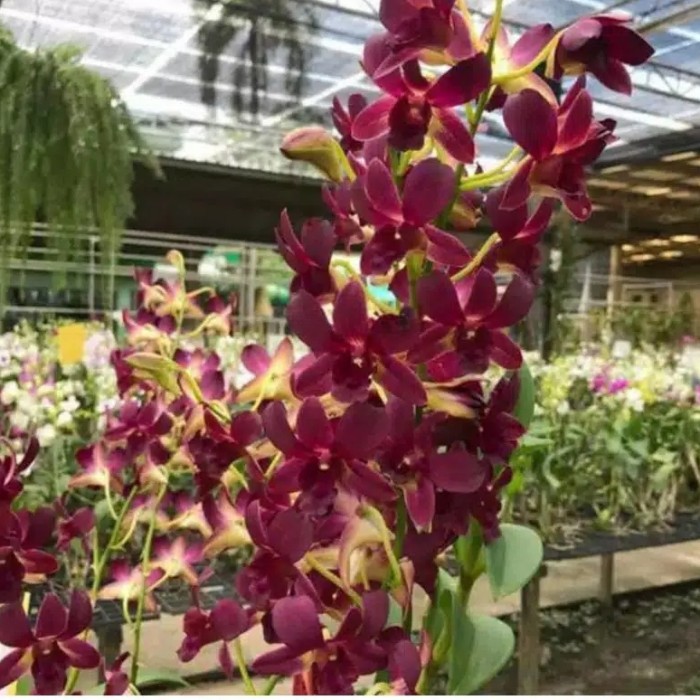 anggrek dendrobium coyote red