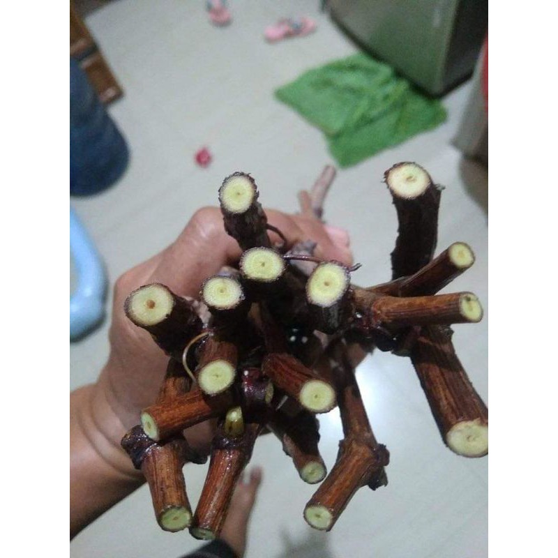 cutting anggur import 7 batang