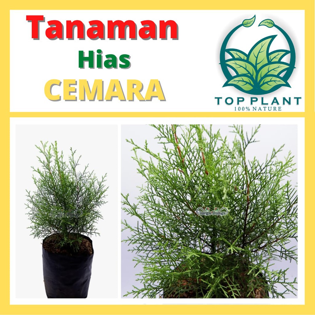 Tanaman Hias Bunga Cemara Rentes  (casuarina sp)- Daun Cemara Rentes-pohon cemara- pohon hias- pohon